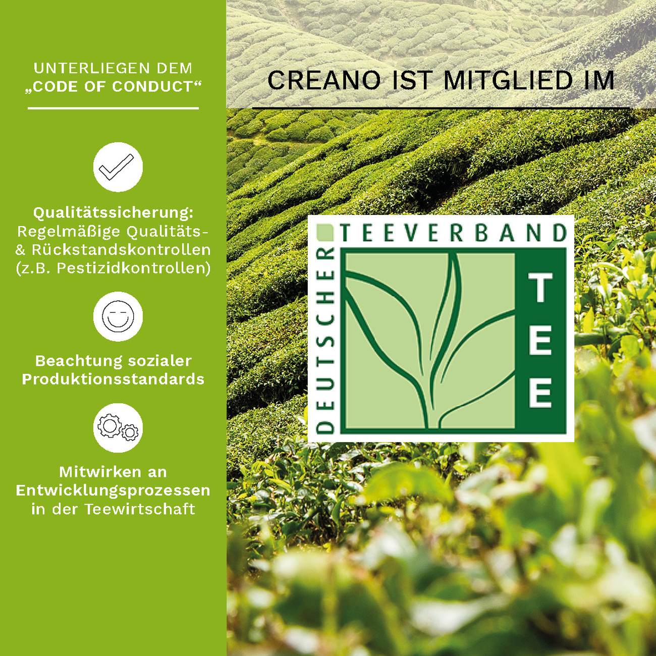 Pack Presente Chá em Flor Verde + Bule Creano