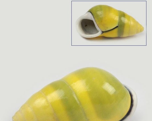Amphidromus Perversus