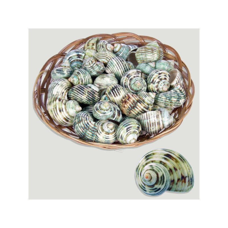 Turbo Sparverius Polido