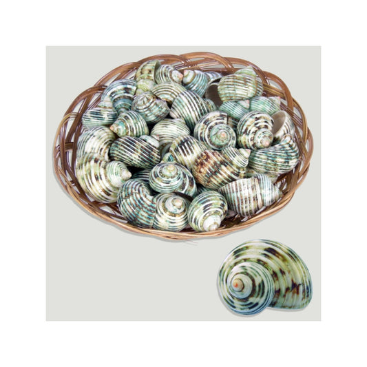 Turbo Sparverius Polido