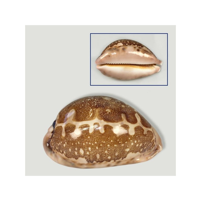 Cypraea Mappa