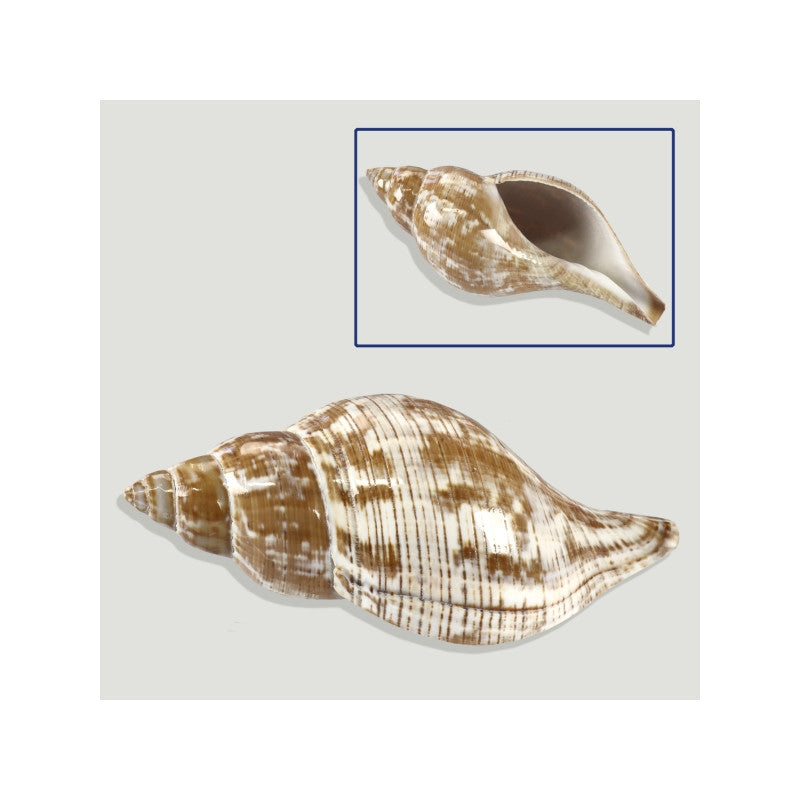 Fasciolaria Tulipa Polida