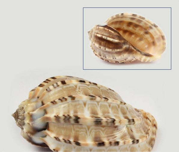 Harpa Articularis