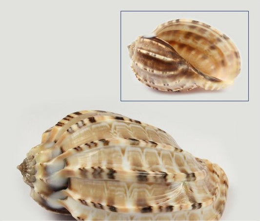 Harpa Articularis
