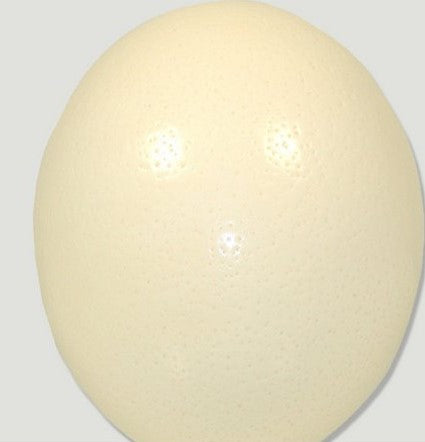 Ovo de Avestruz 15 cms
