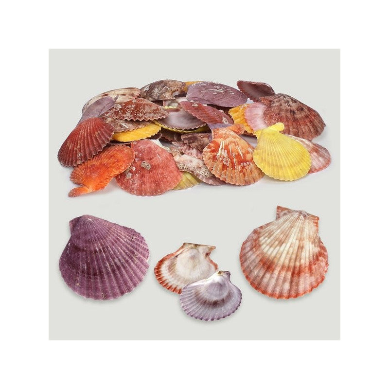 Pectinídeos Naturais