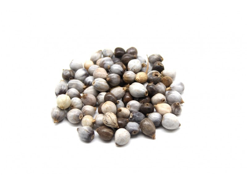 Semente Lágrima Nossa Senhora-Preço unidade