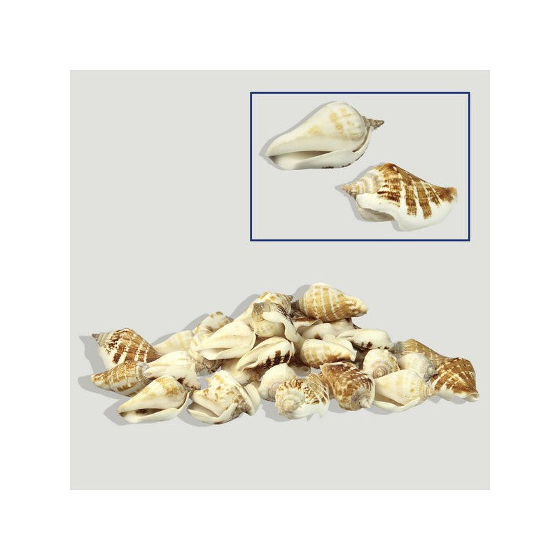 Strombus Dilatatus Natural