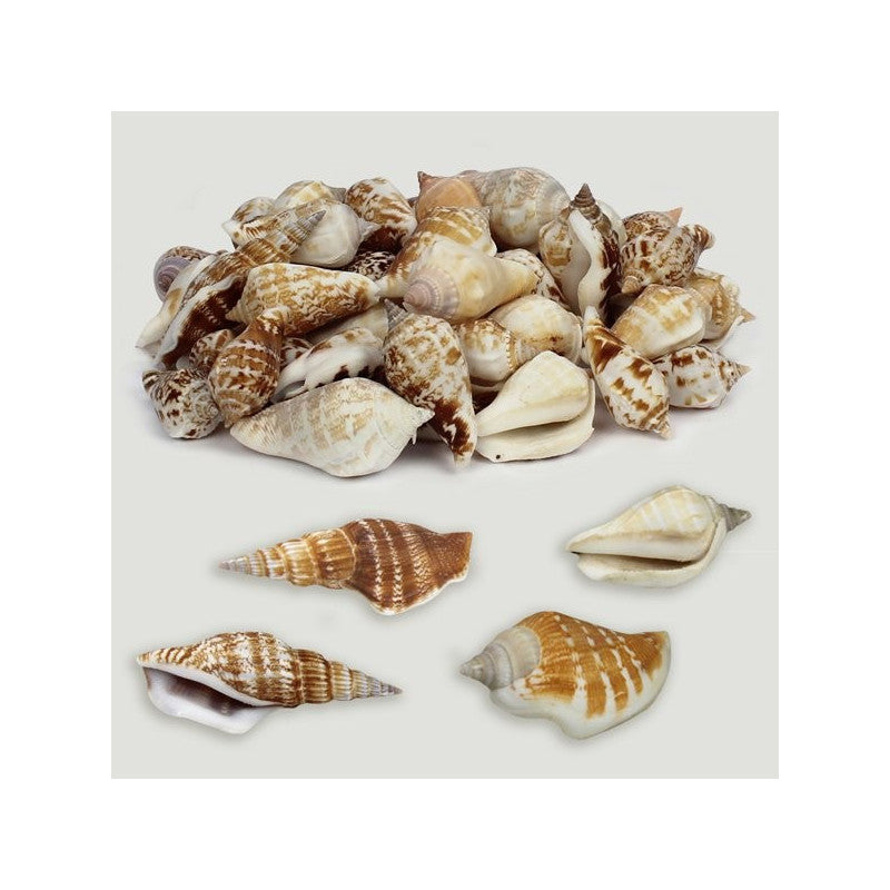 Strombus Marginatus Natural