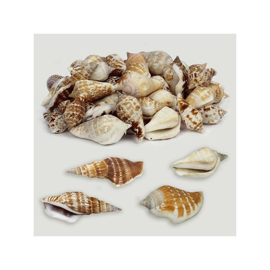 Strombus Marginatus Natural