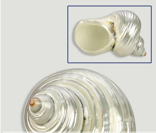 Perolado Turbo Argyrostoma