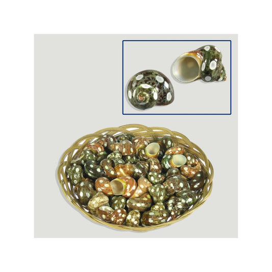 Pontos Turbo Phetolatus