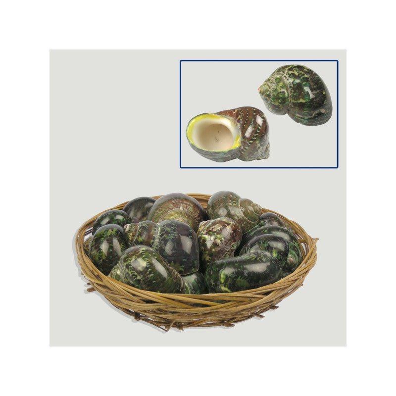 Turbo Reevei Natural